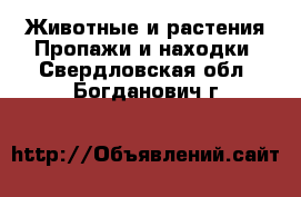 Животные и растения Пропажи и находки. Свердловская обл.,Богданович г.